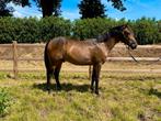 Prachtige 2,5 jarige D pony, Dieren en Toebehoren, Paarden, Ruin, Onbeleerd, Gechipt, 0 tot 2 jaar