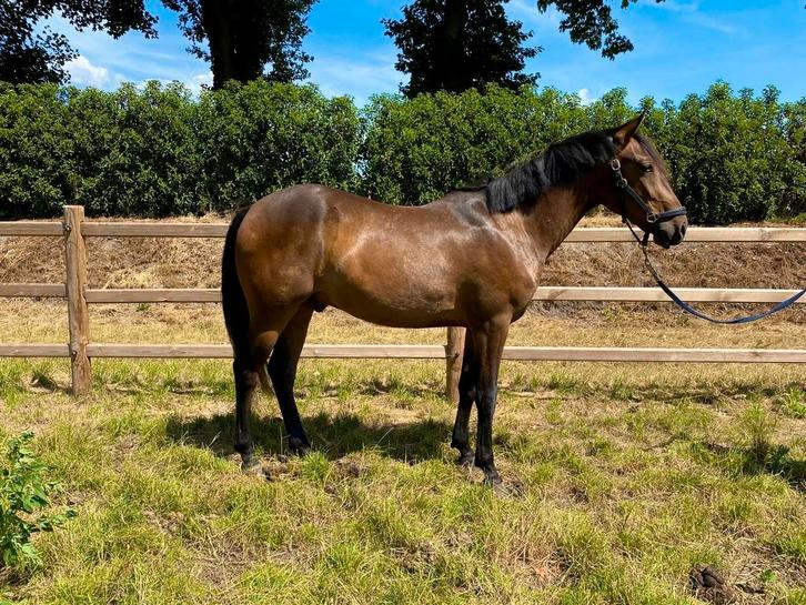 Prachtige 2,5 jarige D pony, Dieren en Toebehoren, Paarden, Ruin, Onbeleerd, 0 tot 2 jaar, Met stamboom, Gechipt, Ontwormd