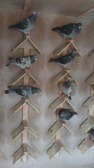 Duiven te koop postduiven beschikbaar voor biedingen