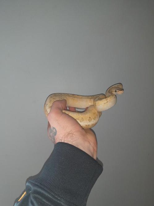 1.0 Vanilla Fire Calico nk 23, Dieren en Toebehoren, Reptielen en Amfibieën, Slang