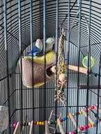 Dwegpapagaai Lovebirds man 2x, Dieren en Toebehoren, Vogels | Parkieten en Papegaaien, Mannelijk, Dwergpapegaai of Agapornis