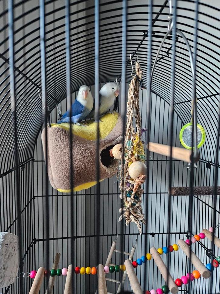 Dwegpapagaai Lovebirds man 2x, Dieren en Toebehoren, Vogels | Parkieten en Papegaaien, Dwergpapegaai of Agapornis, Mannelijk