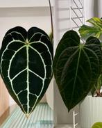 Anthurium King Crystallinum X (Papi x Cryst) seeds, Huis en Inrichting, Kamerplanten, Ophalen of Verzenden, Halfschaduw, Minder dan 100 cm