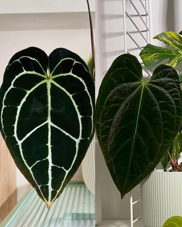 Anthurium King Crystallinum X (Papi x Cryst) seeds beschikbaar voor biedingen