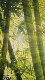 Foto behang bamboe groen 3. 66b×2.54h, Ophalen of Verzenden, Minder dan 10 m², Groen