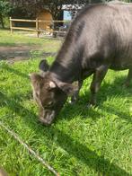 Super lieve 3 jarige Dahomey os, Dieren en Toebehoren, Mannelijk, 3 tot 6 jaar
