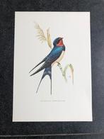 10 prenten zangvogels 19x27 samen 20 euro oa vink, Antiek en Kunst, Natuur en Biologie, Ophalen of Verzenden