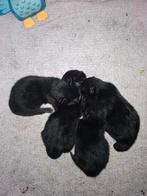 4 Mooie kittens, Dieren en Toebehoren, Katten en Kittens | Overige Katten, Meerdere dieren