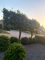 Leijbomen 2x dikke stam, Tuin en Terras, Ophalen, Zomer, Volle zon, Overige soorten