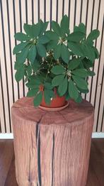 Super mooie Vingerplant (2), Huis en Inrichting, Ophalen, Overige soorten, Minder dan 100 cm