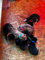 6 husky pups, Dieren en Toebehoren, Honden | Poolhonden, Keeshonden en Oertypen, België, Particulier, Rabiës (hondsdolheid), 8 tot 15 weken