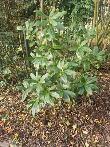 Rododendron - Zelf Uitgraven beschikbaar voor biedingen