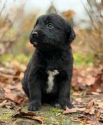 Lieve Friese Stabij x Golden Retriever pups met garantie, Nederland, Overige rassen, 8 tot 15 weken, CDV (hondenziekte)