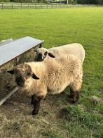 Hampshire down x Walliser Schwarznase ooilam, Dieren en Toebehoren, Schapen, Geiten en Varkens, Vrouwelijk, Schaap