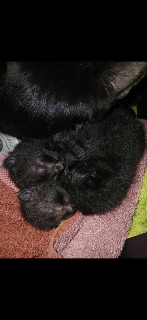 Twee Zwarte Gelukskatertjes Zoeken Nu een Thuis!, Dieren en Toebehoren, Katten en Kittens | Overige Katten, Kater
