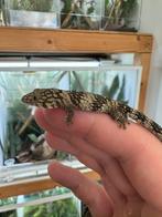 2.0 eurydactylodes symmetricus, Hagedis, 0 tot 2 jaar
