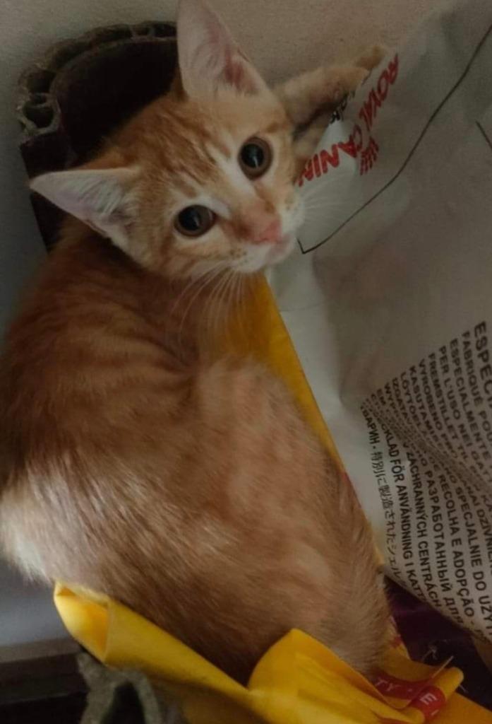 Meadow wacht al meer dan 3 jaar in het asiel, Dieren en Toebehoren, Katten en Kittens | Overige Katten, Kortharig, Poes, 3 tot 5 jaar