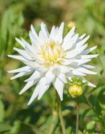Dahlia My Love - biologische witte dahlia plukbloem, Ophalen of Verzenden, Volle zon, Knol