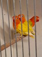 fischerie opaline pastel euwing  ino, Meerdere dieren, Dwergpapegaai of Agapornis, Geringd