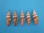 Schelpen: Costellariidae & Mitridae, Verzenden, Schelp(en)