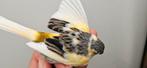 Harlekijn kanarie 2025, Dieren en Toebehoren, Vogels | Overige Vogels, Meerdere dieren, Geringd