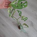 Monstera Adansonii indonesian marble plant, Huis en Inrichting, Kamerplanten, Ophalen of Verzenden, Halfschaduw, Minder dan 100 cm
