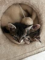 Lieve kittens, Dieren en Toebehoren, Katten en Kittens | Raskatten | Korthaar, Meerdere dieren, 0 tot 2 jaar