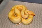 Boa Constrictor’s, Slang, 0 tot 2 jaar