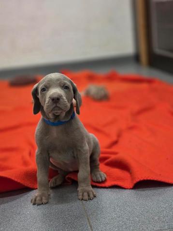 Weimaraner pups beschikbaar voor biedingen