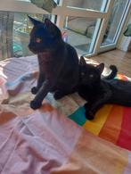 Nog 2 hele lieve katertjes te koop vandaag ophalen, Dieren en Toebehoren, Kater