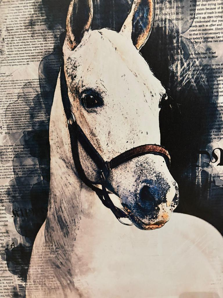 Foto Poster paard / schimmel op aluminium plaat, Ophalen