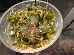 Sonerila Tuber - Zeldzame Terrariumplant, Ophalen of Verzenden, Halfschaduw, Minder dan 100 cm