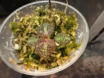 Sonerila Tuber - Zeldzame Terrariumplant beschikbaar voor biedingen
