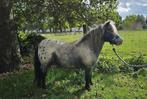 Zwart Panterbonte Appaloosa Stamboekmerrie, Dieren en Toebehoren, Merrie, A pony (tot 1.17m), Ontwormd, 0 tot 2 jaar