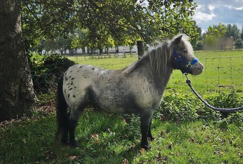 Zwart Panterbonte Appaloosa Stamboekmerrie, Dieren en Toebehoren, Pony's, Merrie, A pony (tot 1.17m), 0 tot 2 jaar, Ontwormd