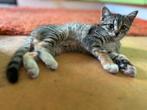 Hele lieve en mooie kittens zoeken een nieuw thuis!, Meerdere dieren