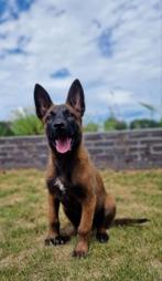 Mechelse Herder teefje met stamboom, Dieren en Toebehoren, Honden | Herdershonden en Veedrijvers, CDV (hondenziekte), 8 tot 15 weken