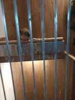 Spitstaartamadine dit jaar, Geslacht onbekend