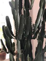 Cactus inmiddels verkocht, Huis en Inrichting, Kamerplanten, Ophalen, Cactus, Volle zon, 200 cm of meer