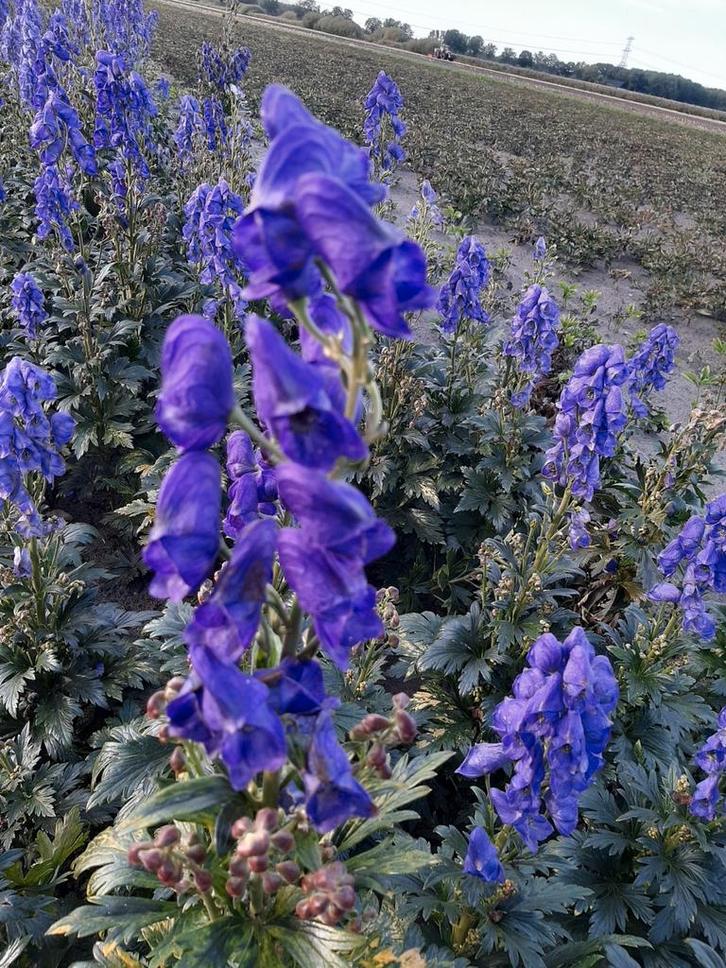 Aconitum monnikskap Arendsii blauw vaste planten, Tuin en Terras, Bloembollen en Zaden, Volle zon, Ophalen of Verzenden