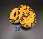 Nk25 python regius, Dieren en Toebehoren, Reptielen en Amfibieën, Slang, Tam, 0 tot 2 jaar
