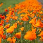 slaapmutsje oranje papaver, Ophalen of Verzenden, Voorjaar, Volle zon, Zaad