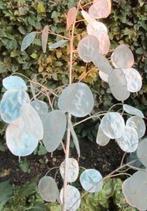 Zaden Judaspenning paars - Lunaria Annua purple, Verzenden, Voorjaar, Halfschaduw, Zaad