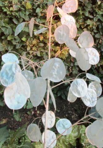 Zaden Judaspenning paars - Lunaria Annua purple, Tuin en Terras, Bloembollen en Zaden, Zaad, Voorjaar, Halfschaduw, Verzenden