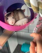 Hok + 2 dumbo rat (Lola & Luna) Tam & zindelijk, Dieren en Toebehoren, Knaagdieren, Rat, Februari, Vrouwelijk, Tam