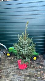 Gratis Kerstboom op pot, Ophalen, Volle zon, Overige soorten, 100 tot 250 cm