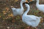 Witte knobbelganzen, Dieren en Toebehoren, Geslacht onbekend, Gans of Zwaan