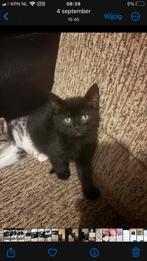 Kitten jongentje, Dieren en Toebehoren, Poes