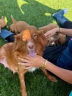 Nova scotia duck tolling retriever, Nederland, Overige rassen, 8 tot 15 weken, CDV (hondenziekte)