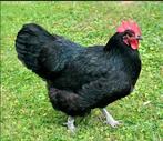 hennen 2 australorp, Dieren en Toebehoren, Pluimvee, Vrouwelijk, Kip